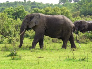 Elefant_Ghana