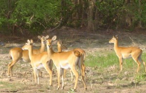 Mole_National_Park-Ghana