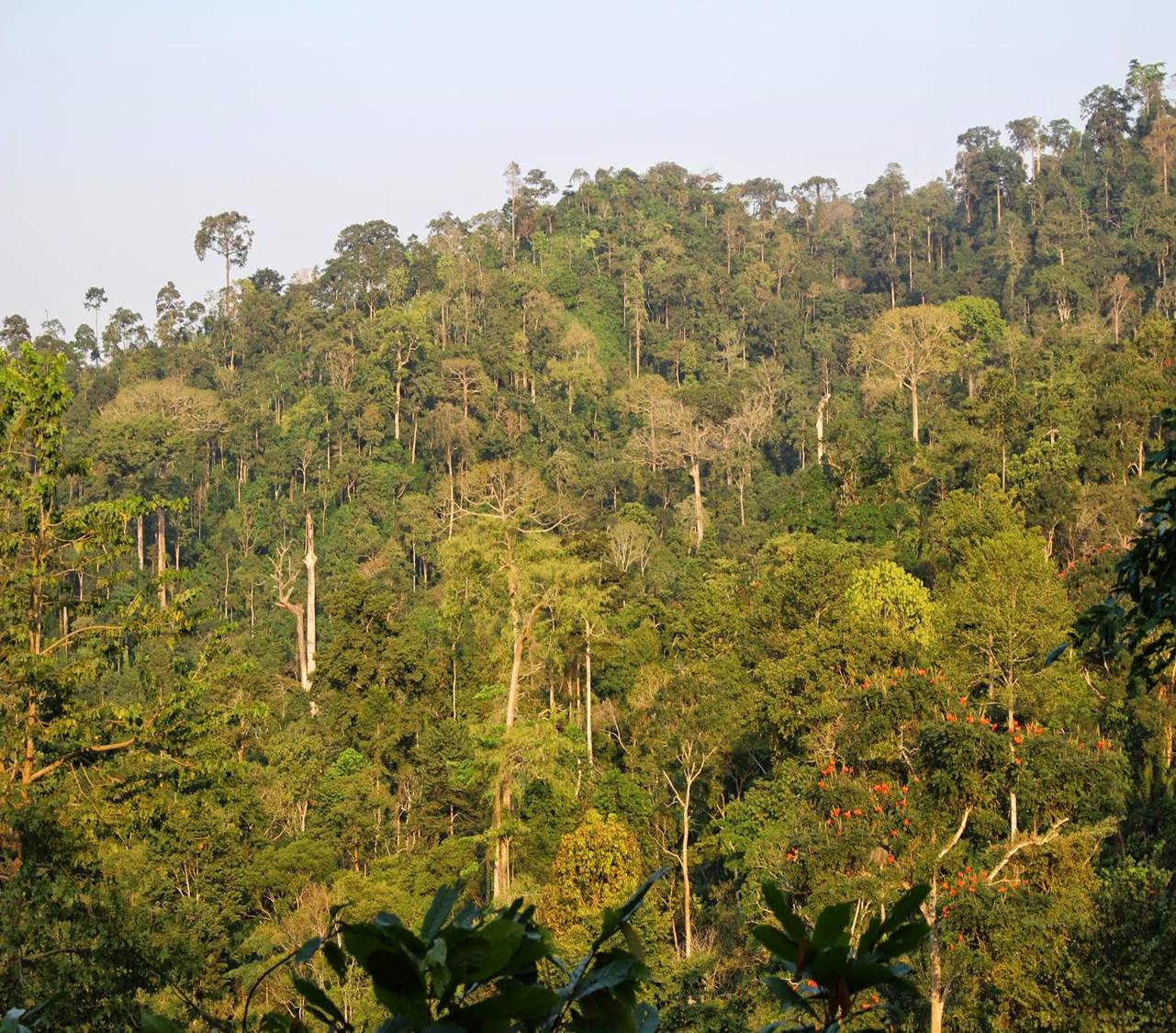 Documentary Living Water From the Mountain Atewa Forest  