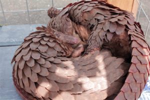 Picture of rescued pangolins