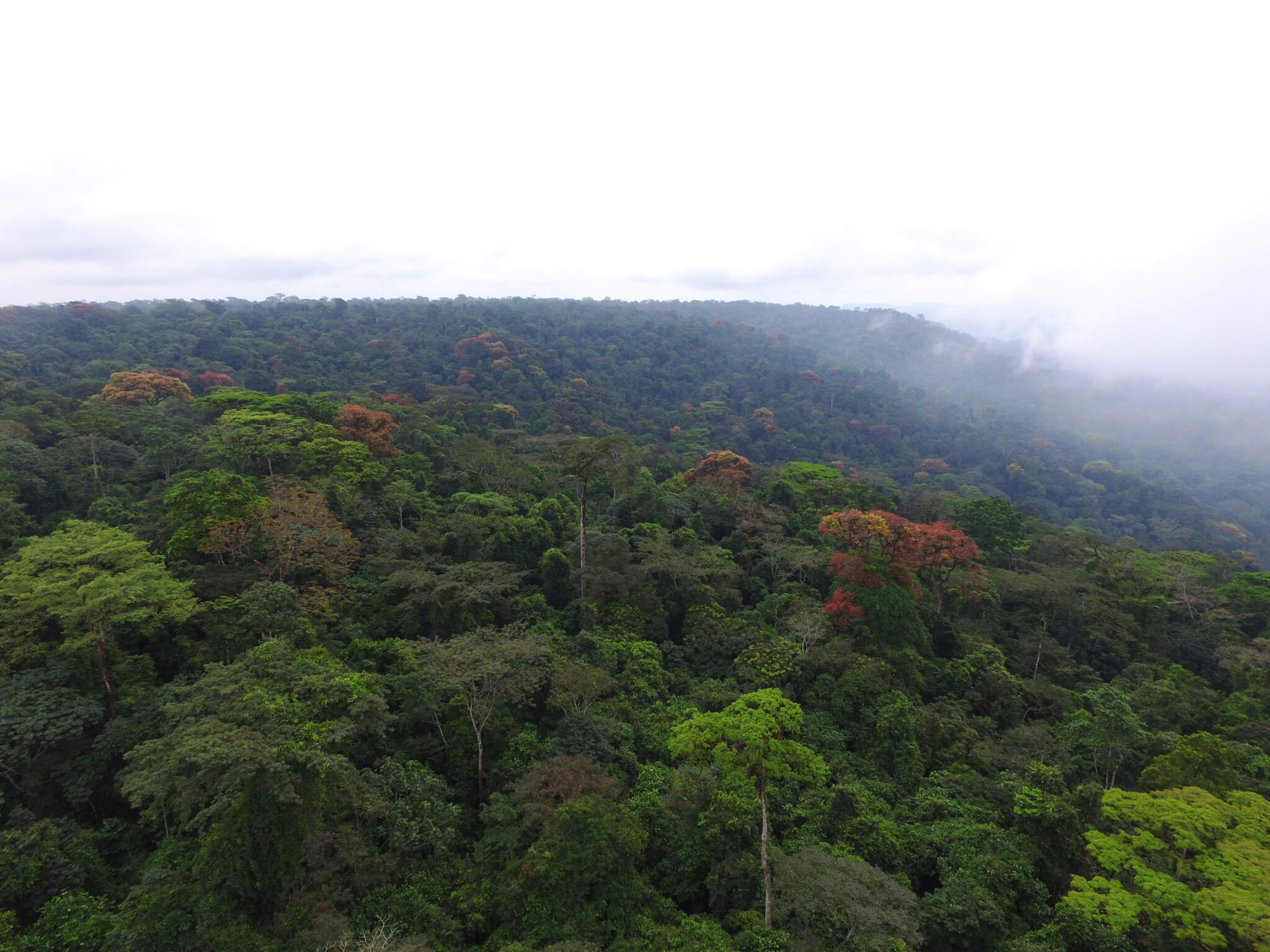 Atewa Forest  A Hotspot for Nature Based Solutions Ghana 