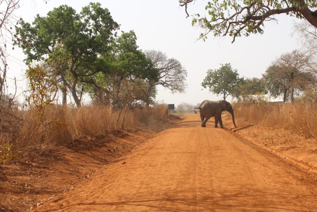 An African Bush Elephant (Loxodonta africana) up close in Mole National Park