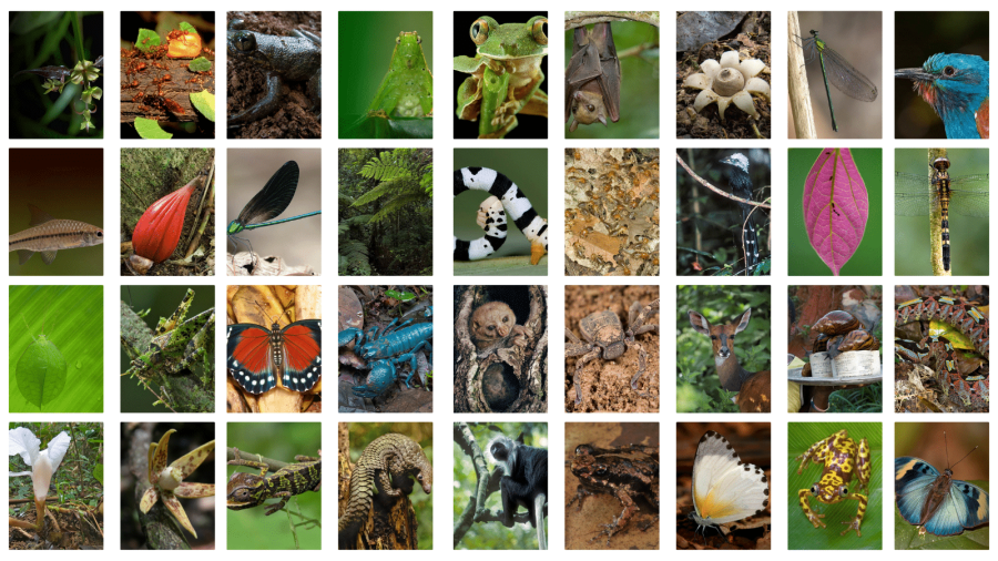 Atewa species collage 1