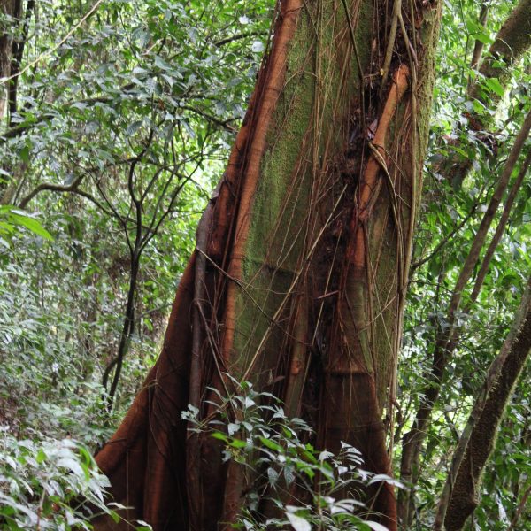 Big tree in the Atewa Forest Range Reserve. Credit: Jeremy Lindsell