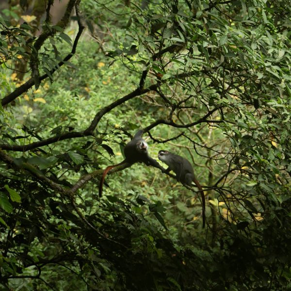 Bioko Red-eared Guenons, Gran Caldera de Luba Scientific Reserve, Bioko - Justin Jay, The Drill Project.