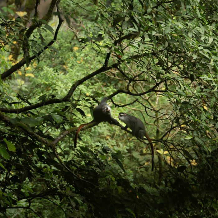 Bioko Red-eared Guenons, Gran Caldera de Luba Scientific Reserve, Bioko - Justin Jay, The Drill Project.