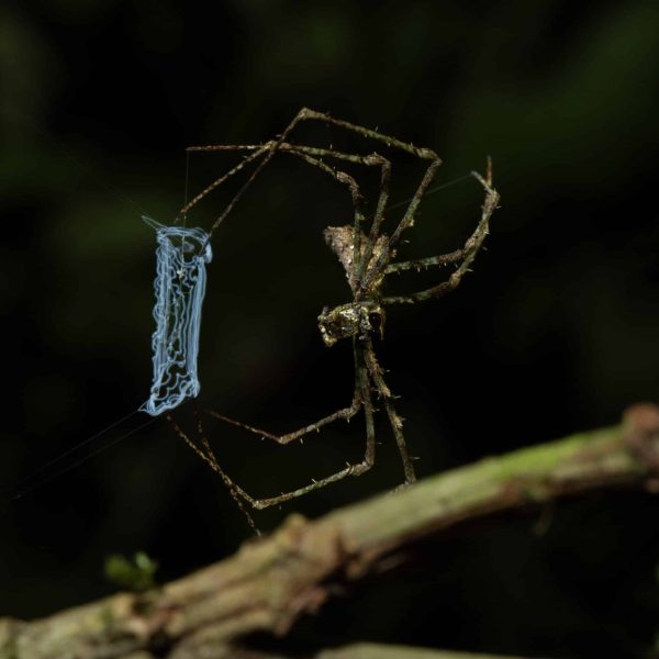 Ogre-faced spider, Gran Caldera de Luba Scientific Reserve, Bioko. Credit: Justin Jay, The Drill Project.