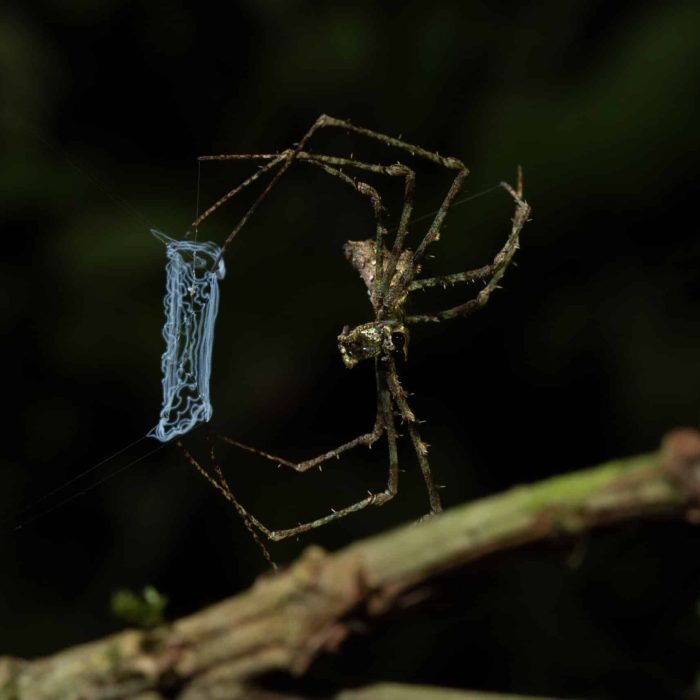 Ogre-faced spider, Gran Caldera de Luba Scientific Reserve, Bioko. Credit: Justin Jay, The Drill Project.