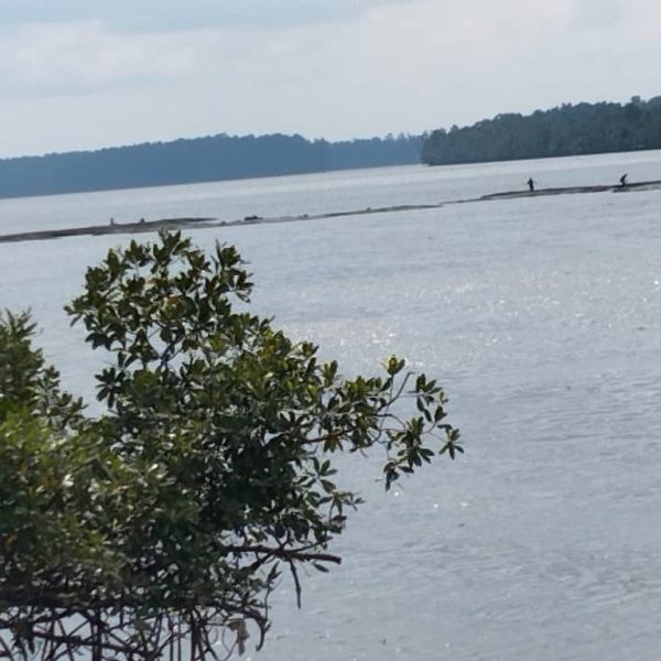 View of the mangrove ecosystem in Bamusso, within the proposed OECM site in Ekondo Titi Village. Credit: AJESH